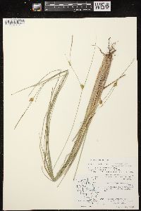 Carex oligosperma image