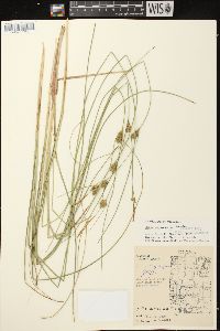 Carex oligosperma image