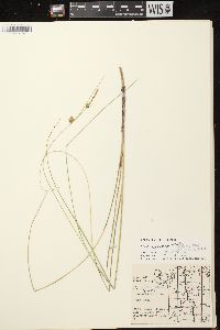 Carex oligosperma image