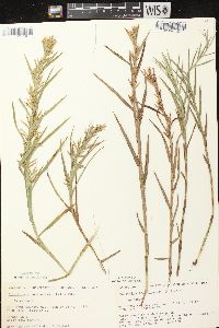 Dulichium arundinaceum var. arundinaceum image