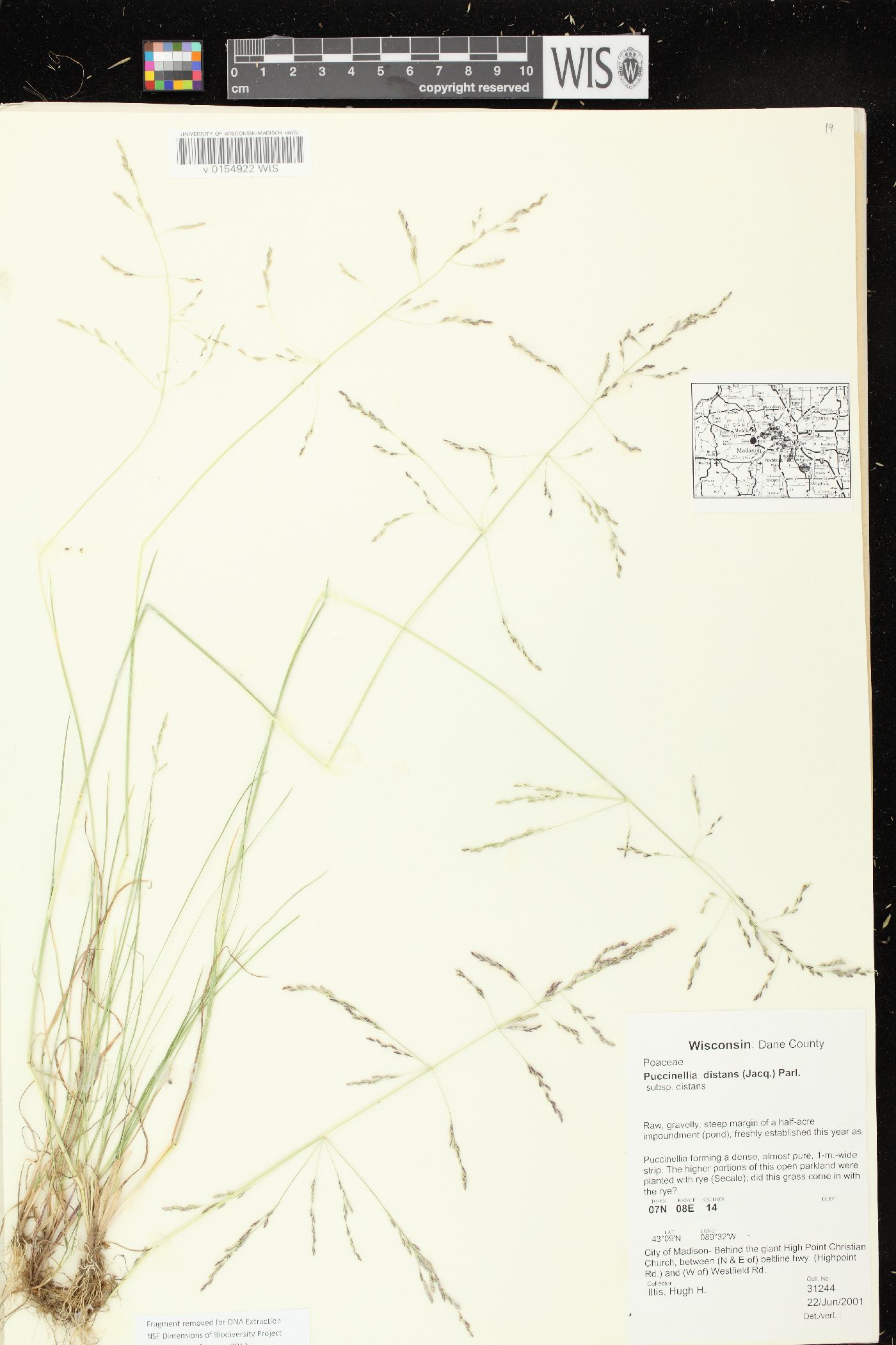 Puccinellia distans subsp. distans image