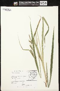 Carex scabrata image