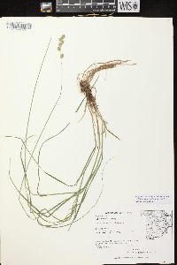 Carex echinodes image