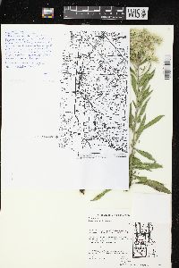 Eupatorium altissimum image