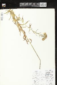 Kuhnia eupatorioides image