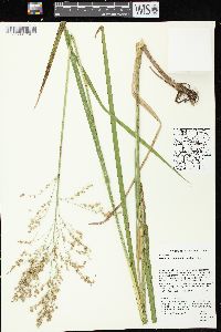 Glyceria canadensis image