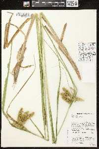 Carex comosa image