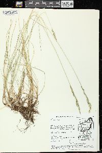 Festuca rubra image