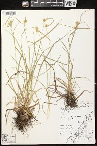 Carex flava image