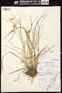 Carex flava image