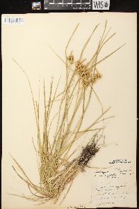 Carex flava image