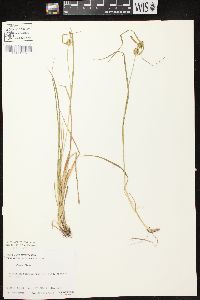 Carex flava image