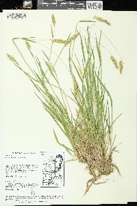 Anthoxanthum odoratum image