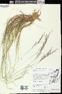 Deschampsia flexuosa image