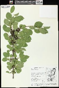 Rhamnus cathartica image