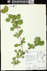 Rhamnus cathartica image