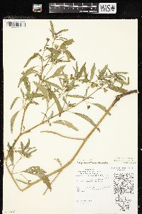 Physalis longifolia image