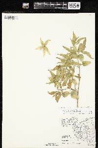 Physalis longifolia image