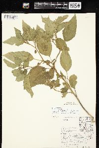 Physalis longifolia image