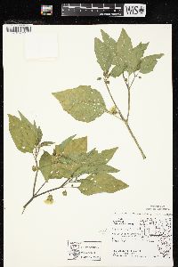 Physalis longifolia image