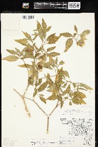 Physalis longifolia var. subglabrata image