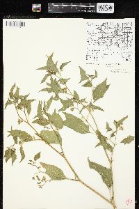 Physalis longifolia image