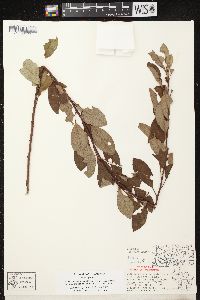 Prunus pumila image