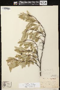 Prunus pumila var. besseyi image