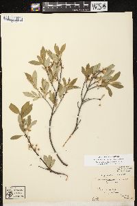 Prunus pumila image