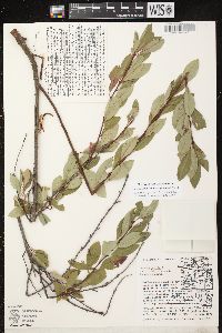 Prunus pumila var. besseyi image