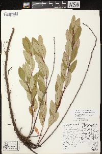 Prunus pumila image