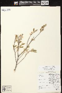 Prunus pumila var. besseyi image