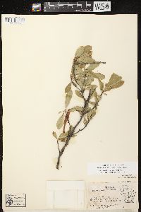 Prunus pumila image