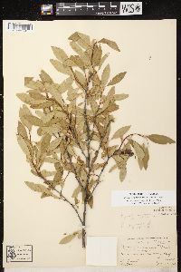 Prunus pumila image