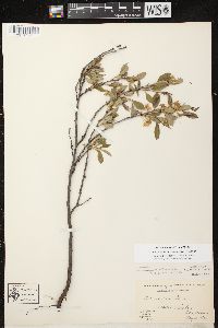 Prunus pumila var. besseyi image