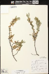 Prunus pumila image