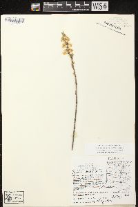 Prunus pumila var. besseyi image