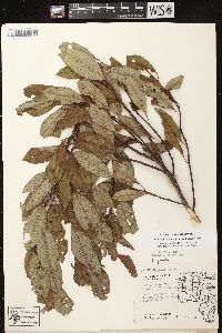 Prunus pumila var. besseyi image