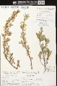 Prunus pumila image