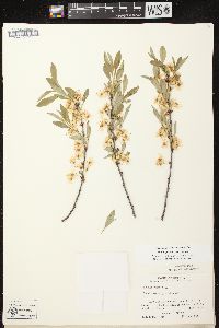 Prunus pumila image