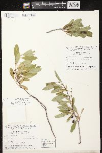 Prunus pumila image