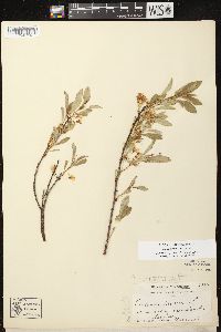 Prunus pumila image