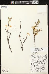 Prunus pumila image