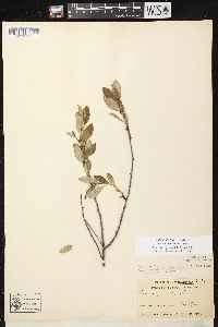 Prunus pumila image