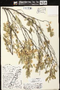 Prunus pumila image