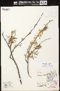 Prunus pumila image