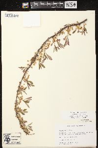 Prunus pumila image