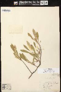 Prunus pumila image