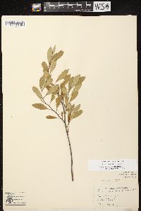 Prunus pumila image