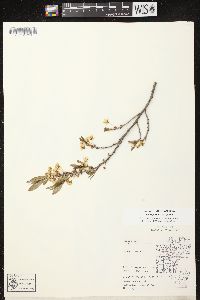 Prunus pumila image